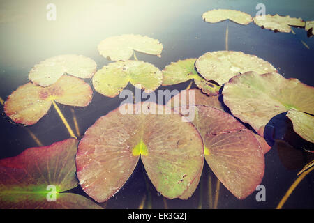 Vintage toned water lilies, nature background, shallow depth of field. Stock Photo