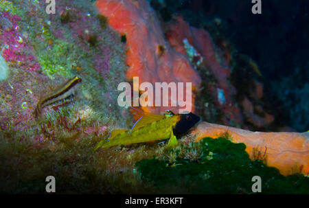 Yellow triplefin blenny, Tripterygion delaisi, and the smaller Striped blenny, Parablennius rouxi, on a  reef in Malta, Med. sea Stock Photo