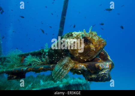 Small Rockfish, Scorpaena notate, on algae covered wreck in the Mediterranean Sea, Malta. Stock Photo