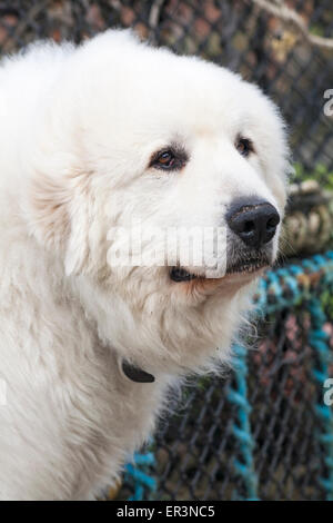 Big white Great Pyrenees dog, Pyrenean Mountain Dog, standing in front of lobster pots at Porthgain harbour, Pembrokeshire, Wales, UK in May Stock Photo