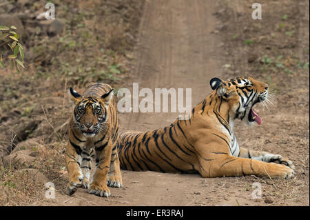 Wild mother Bengal tigress sitting on a forest path, while her cub walks around in Ranthambhore tiger reserve Stock Photo