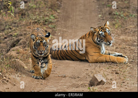 Wild mother Bengal tigress sitting on a forest path, while her cub walks around in Ranthambhore tiger reserve Stock Photo