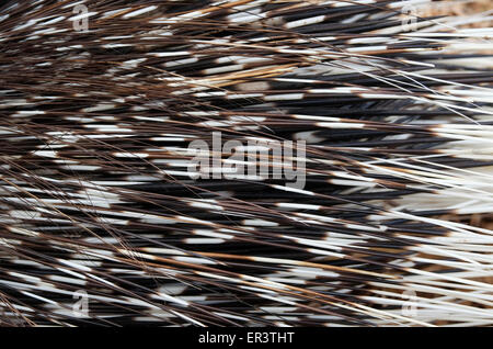 porcupine quills Stock Photo