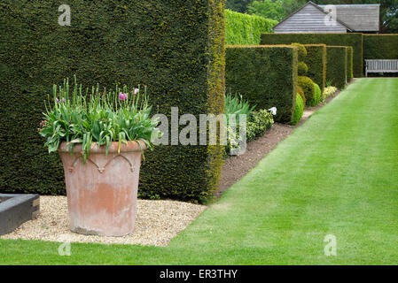 clipped hedges and cut grass lawn in garden Stock Photo