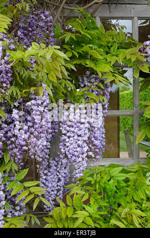 chinese wisteria flowers on summer house wall, norfolk, england Stock Photo