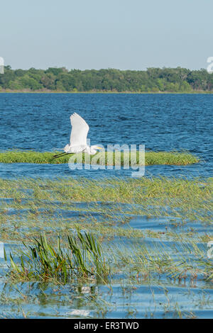 Snowy Egret flying slightly above a lake over water reeds.  His reflection can be seen in the lake. Stock Photo