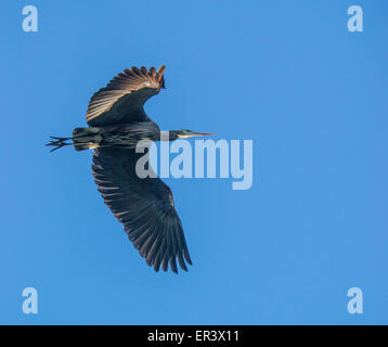 Great blue Heron flying against blue sky MK Nature Center, Boise, Id Stock Photo