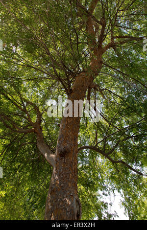 Chinese Oriental Evergreen Elm 'Ulmus parvifolia'. Stock Photo