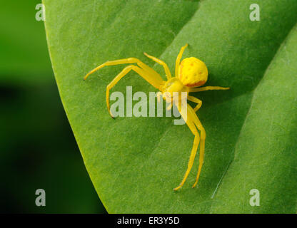 Yellow spider is sitting on a green leaf close-up.
