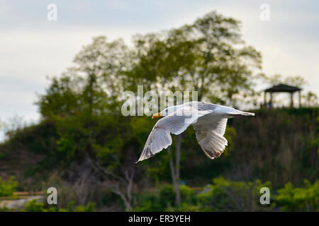 South Merrick, New York, USA. 24th May 2015. A seagull flies over Norman Levy Park & Preserve, during a sunny Memorial Day weekend at the marshland public park on the south shore of Long Island. Stock Photo