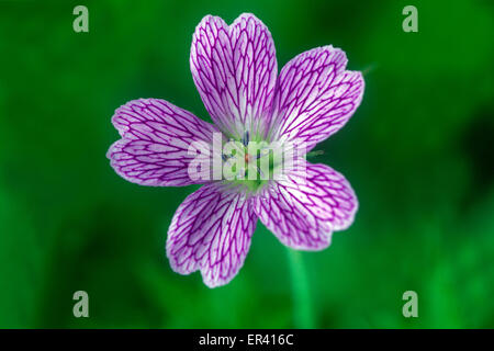 Geranium oxonianum 'Julie Brennan', Cranesbill close up Stock Photo