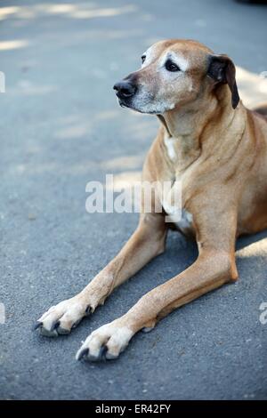 Seniour Rhodesian Ridgeback Rhodesian Ridgeback Senior Stock Photo - Alamy