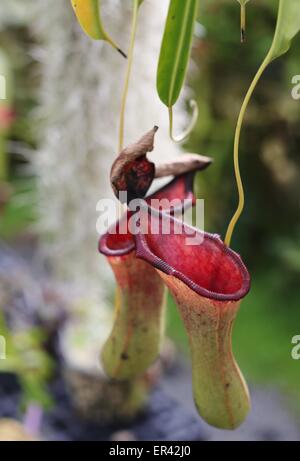 A pitcher plant. Stock Photo