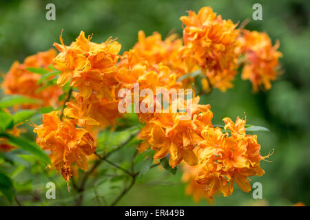 Orange Rhododendron Golden eagle blossom close up Stock Photo