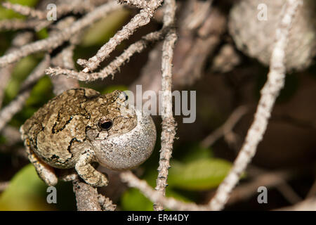 Male gray treefrog in a breeding chorus - Hyla versicolor Stock Photo
