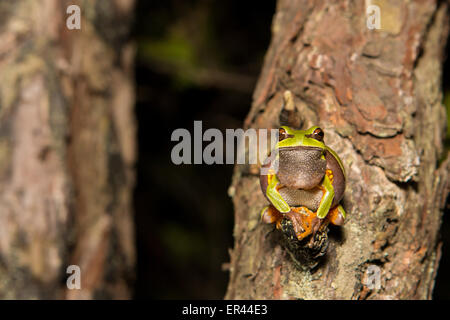 A mall pine barrens tree frog during a breeding chorus - Hyla andersonii Stock Photo