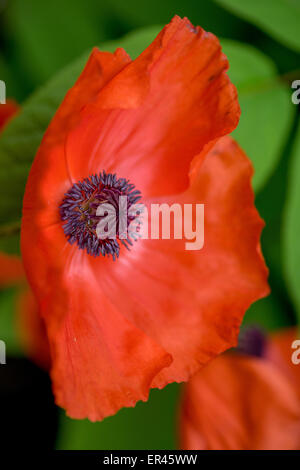Papaver orientale Oriental poppy close up Stock Photo