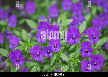 Purple violet pansy pansies flowers close up Viola tricolor Stock Photo