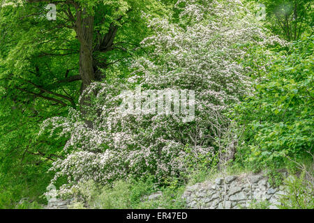 Hawthorn bush in full bloom Stock Photo