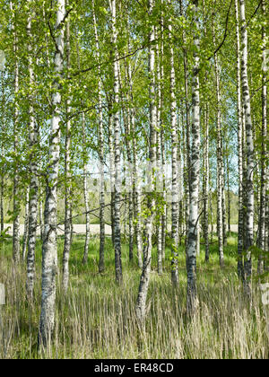 Planted birch forest in Finland Stock Photo