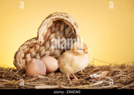 Recently hatched chick with eggs in a basket Stock Photo