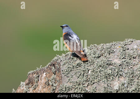 Male Rufous tailed Rock Thrush in the Spring Stock Photo