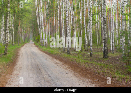 Country road in birch grove at spring season Stock Photo