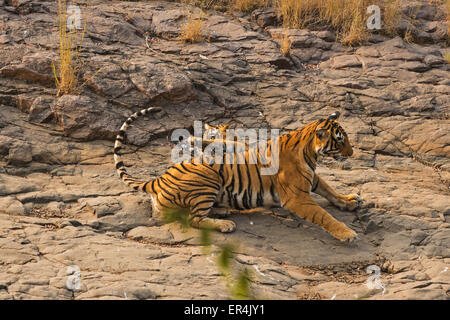 Wild mother Bengal tigress and her young cub sitting down on a rock in Ranthambhore tiger reserve Stock Photo