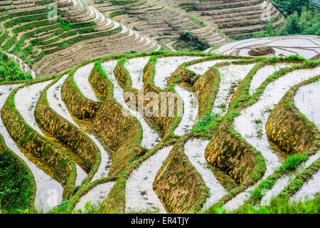 Yaoshan Mountain, Guilin, China hillside rice terraces landscape. Stock Photo