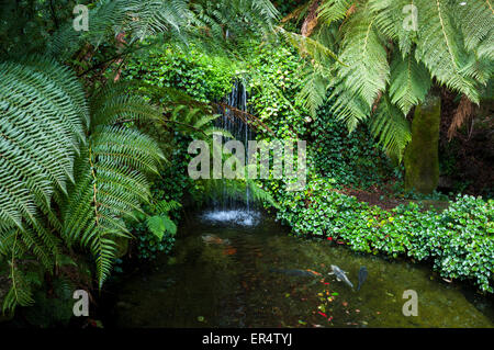 Tree ferns and greenery beside a pool with a waterfall and fish at Trebah gardens in Cornwall, England Stock Photo