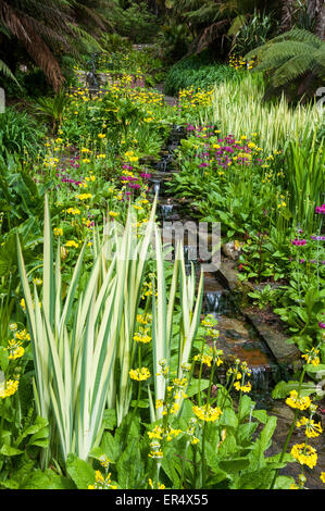 Beautiful stream garden at Trebah gardens spring with colourful Primulas and Iris beside the water. Stock Photo