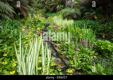 Beautiful stream garden at Trebah gardens spring with colourful Primulas and Iris beside the water. Stock Photo