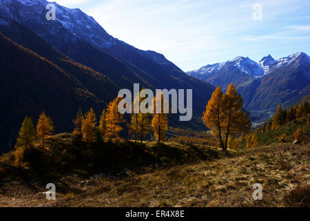 Lötschental, autumn, yellow larch trees, Valais alps, Switzerland Stock Photo
