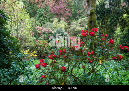 Colourful spring trees and shrubs at Trebah gardens near Falmouth in Cornwall, England. Stock Photo