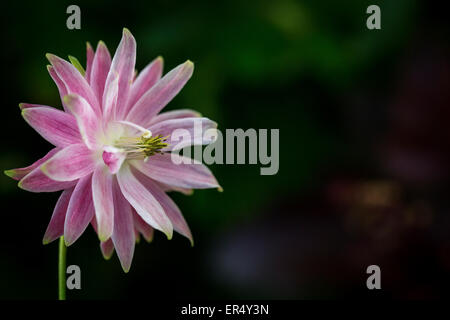 Pink and purple Aqualegia in a garden on the left of the photograph Stock Photo