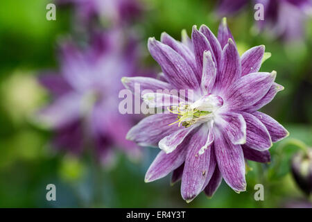 Purple Aqualegia in a garden Stock Photo