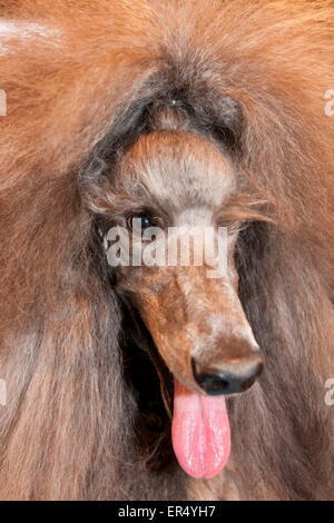 Standard poodle. Crufts 2014 at the NEC in Birmingham, UK. 8th March 2014 Stock Photo