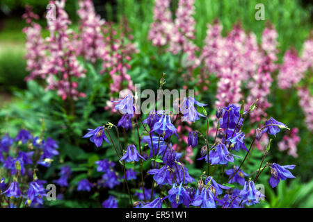 Blue Aquilegia vulgaris flower, Burning Bush, Dictamnus albus Stock Photo