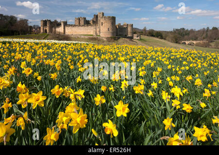 A view of Alnwick Castle in Northumberland in spring-time with daffodils in the foreground Stock Photo