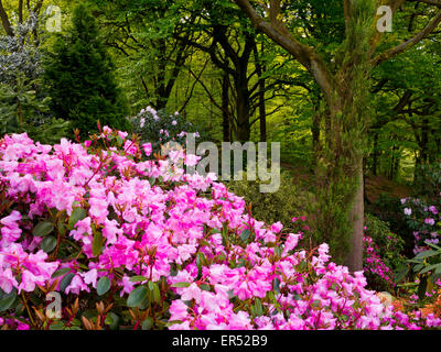 Rhododendrons in spring at Lea Gardens a popular tourist attraction near Matlock Derbyshire Dales Peak District England UK Stock Photo