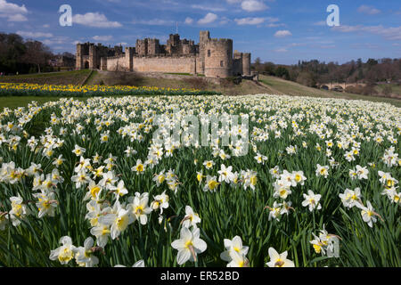 A view of Alnwick Castle in Northumberland in spring-time with daffodils in the foreground Stock Photo