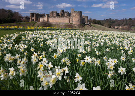 A view of Alnwick Castle in Northumberland in spring-time with daffodils in the foreground Stock Photo