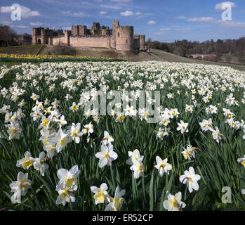 A view of Alnwick Castle in Northumberland in spring-time with daffodils in the foreground Stock Photo