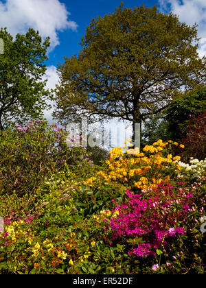 Rhododendrons in spring at Lea Gardens a popular tourist attraction near Matlock Derbyshire Dales Peak District England UK Stock Photo