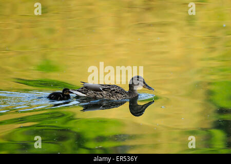 Female Mallard with her brood Stock Photo