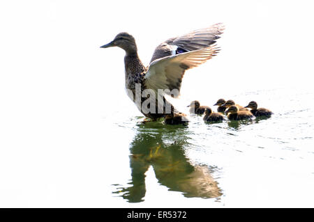 Female Mallard with her brood Stock Photo