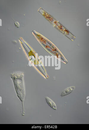 Diatoms, strewn variety of phytoplankton Stock Photo - Alamy