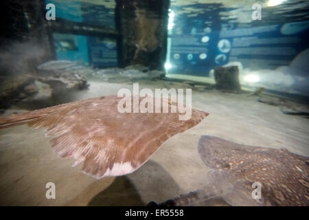 thornback ray swimming in aquarium tank in the uk Stock Photo