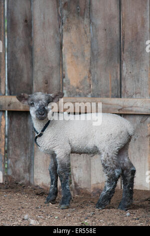 A lamb in a barn. Stock Photo