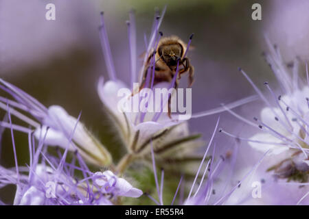 Phacelia tanacetifolia, Scorpion Weed bee Stock Photo